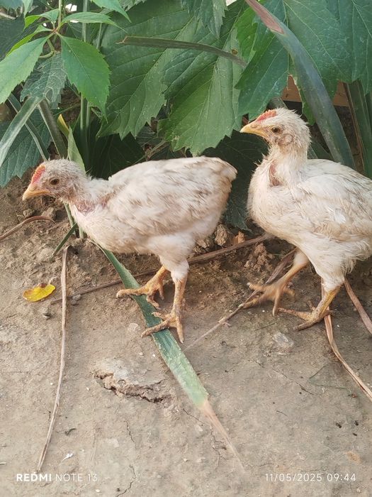 Rus buzuq jinsiy aloqa