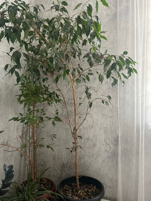 Фикус Бенджамина 1,60 см