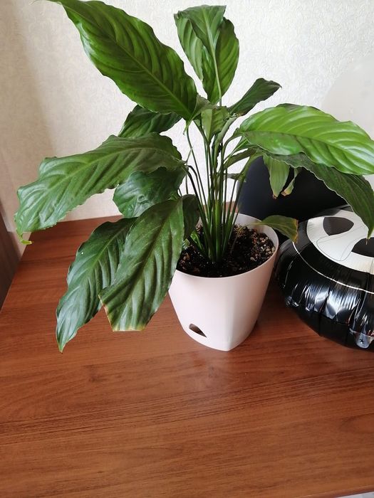 Продам цветы комнатные