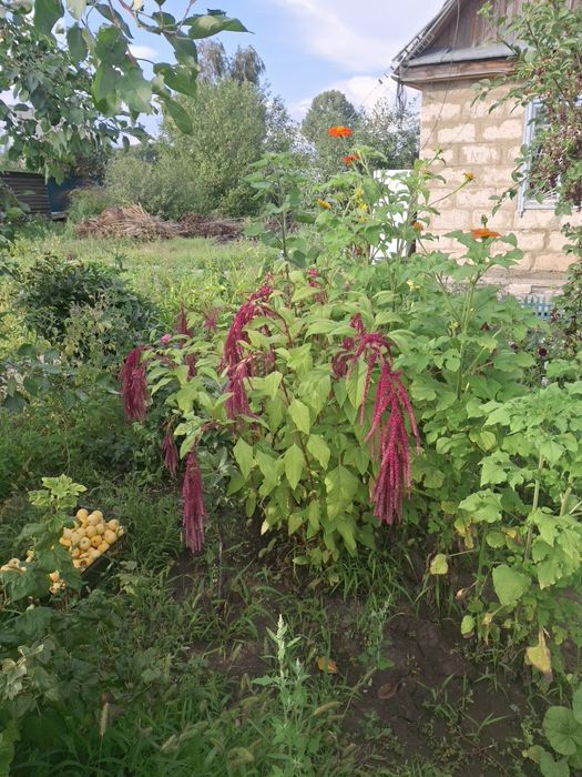 Продам дачу ск локомотивное 10