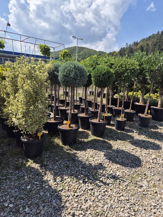 Plante pentru grădina