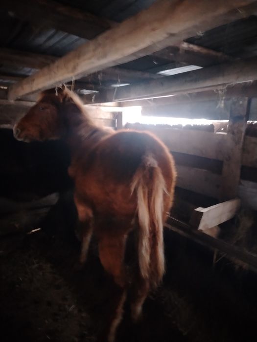 Продам жеребёнка жеребчик