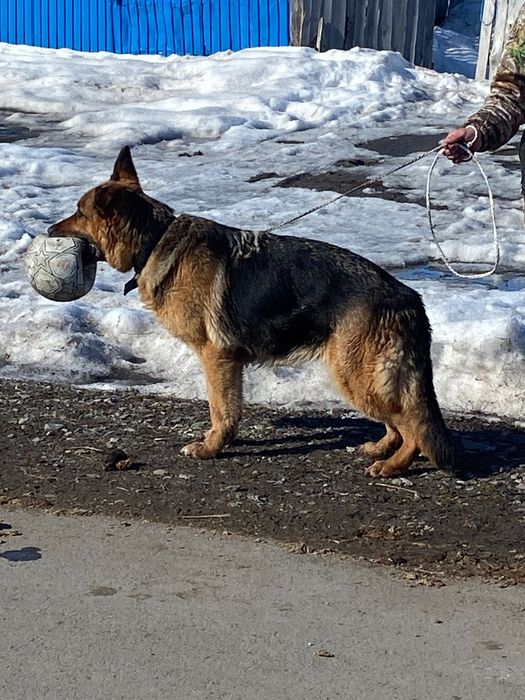 Продам немецкую овчарку
