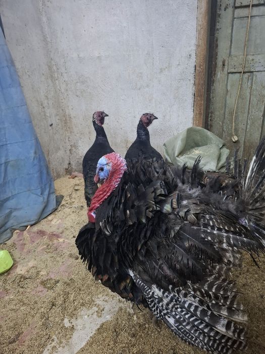 гибрит индюки 1+2