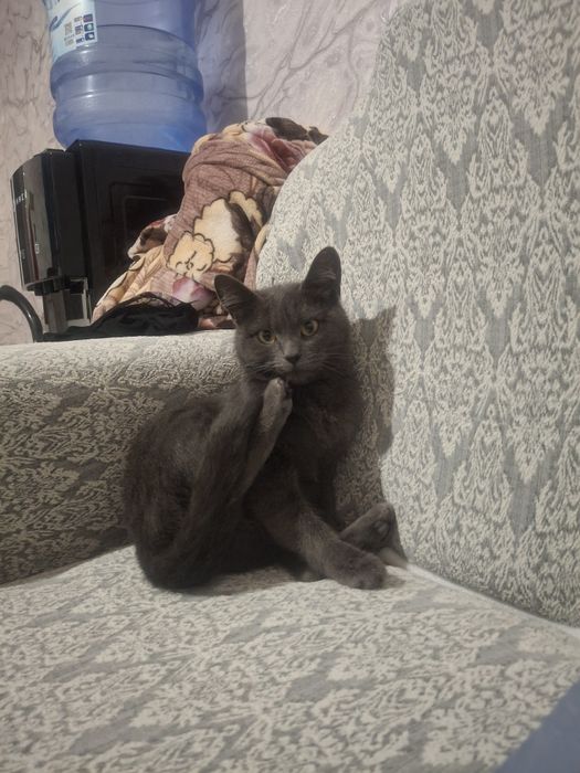 Кошка отдам даром