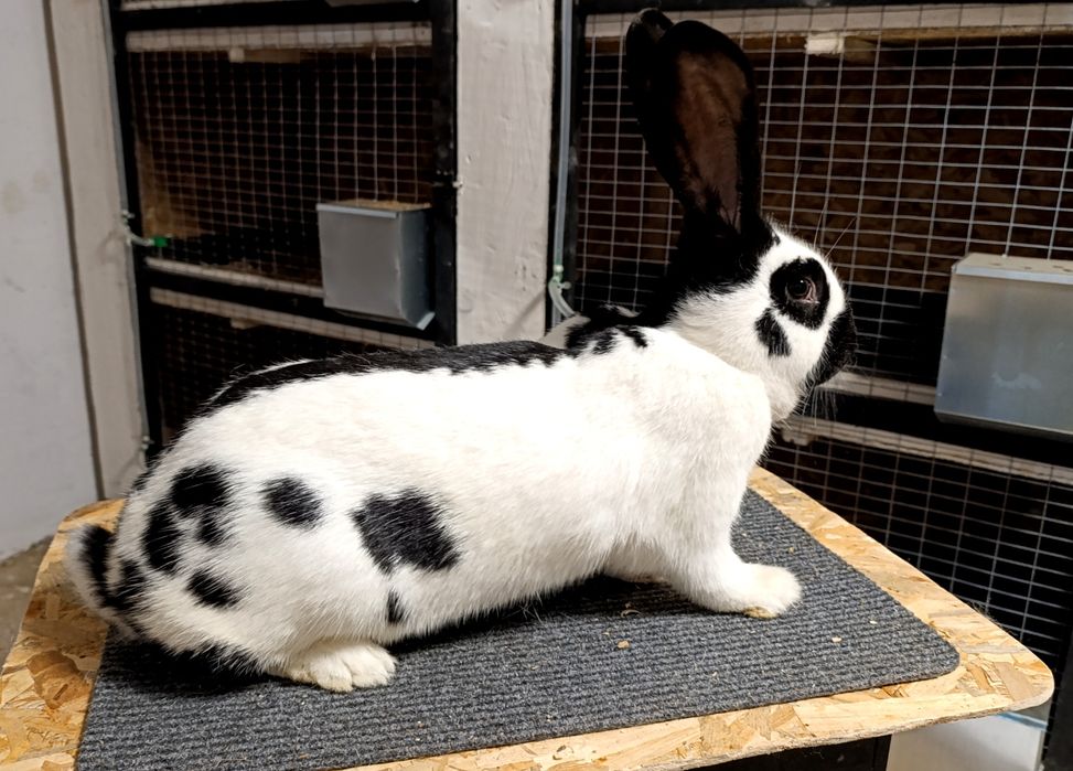 Iepuri fluture german