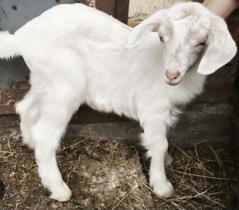 Козочка 2,5 мес.Отец Камори