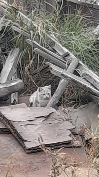 Отдам котят в добрые руки