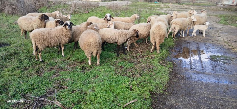 Свободни овце и кочове