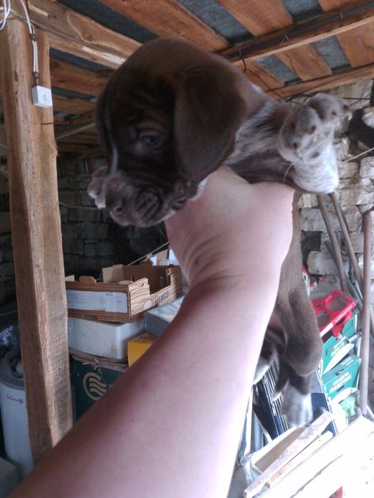 Кученца Курхаар от Руски родители