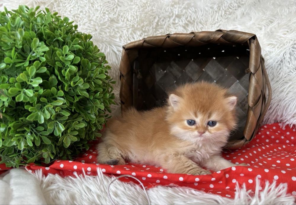 Златна чинчила -британски котенца