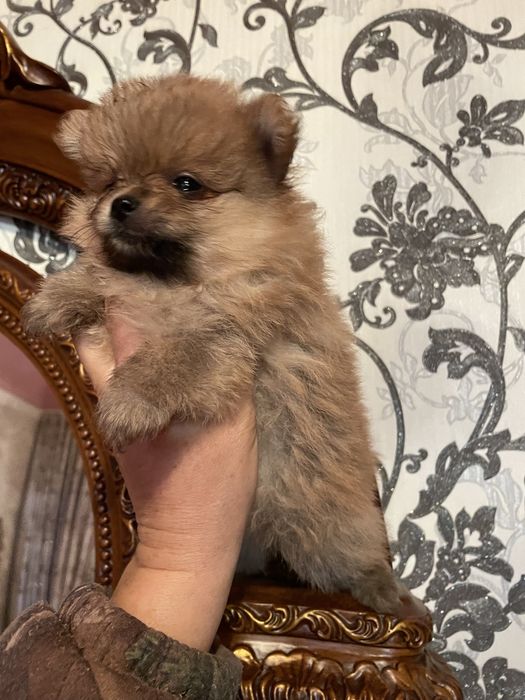 Щенки померанского шпица