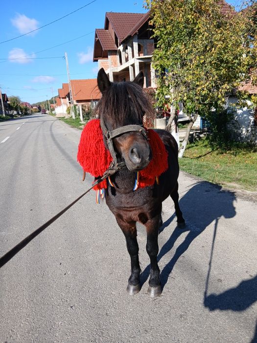 De vînzare harmasar de 5 ani