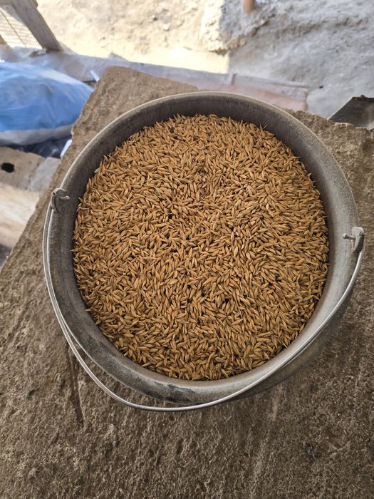 Vand cereale (grâu, orz și orzoaica de primăvară)