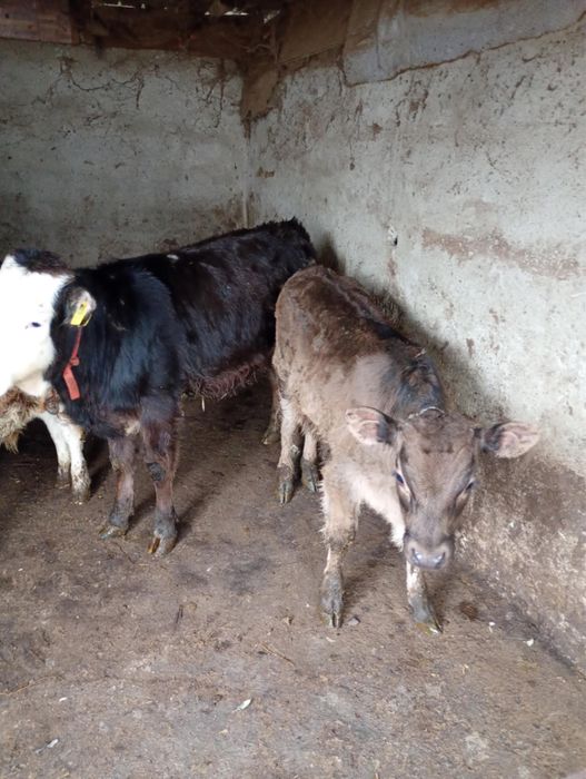 Vand 4 Vitei intarcati pentru crescut ! Exemplare frumoase,