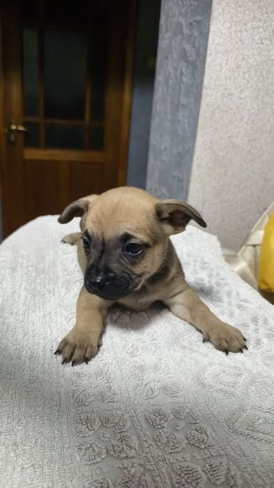 Продам щенков французского бульдога метисы !!