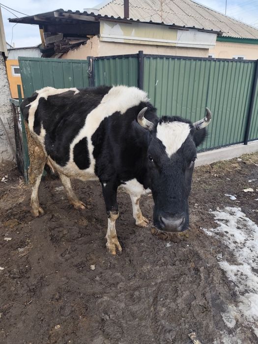 Продам  корову с телёнка