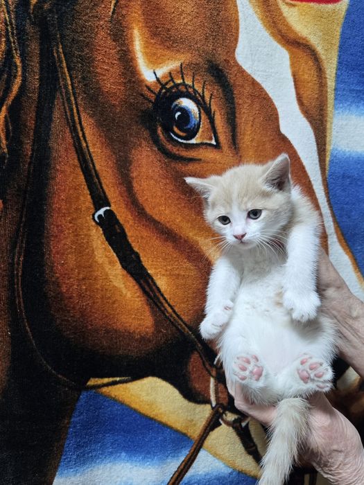 Продам не дорого