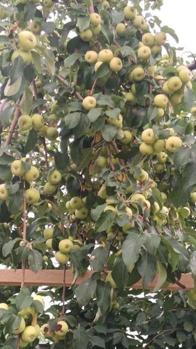 Уй сатылады Беймахис