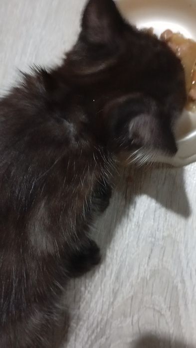 Отдам в добрые руки