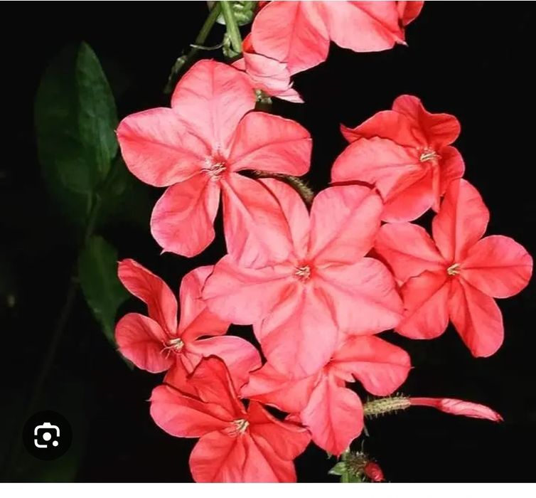 Комнатные цветы.