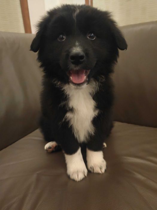 Pui Border Collie 3 luni