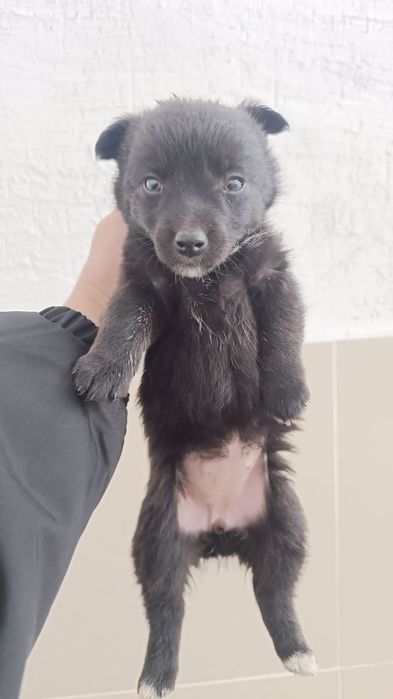 Отдам звоночков в добрые,любящие руки.