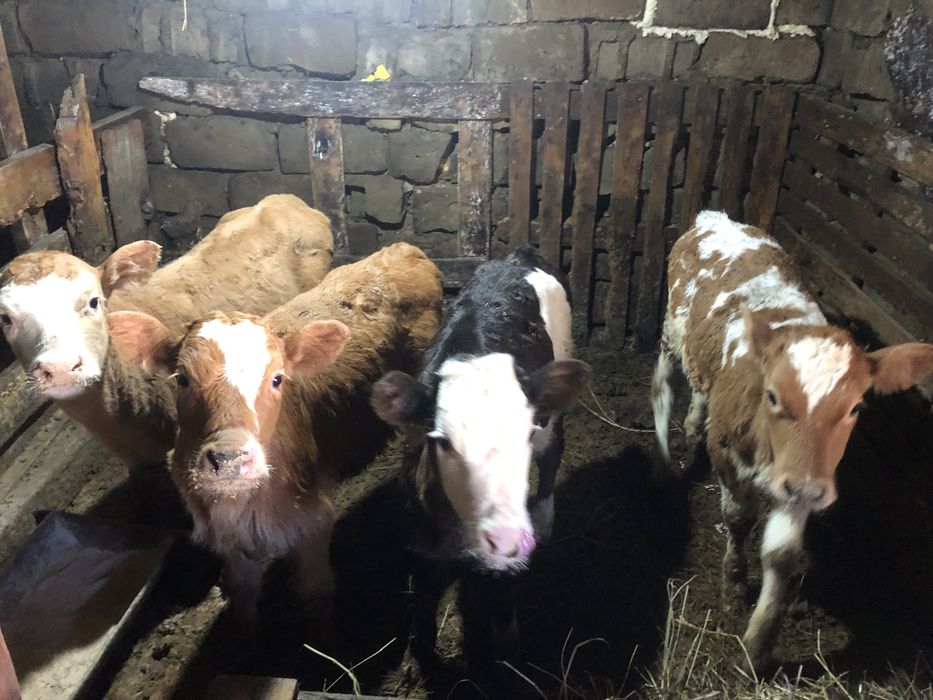Продам духмесячных телят