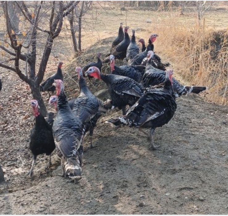 Курка kurka гушти бор тозза бокилган жайдари курка