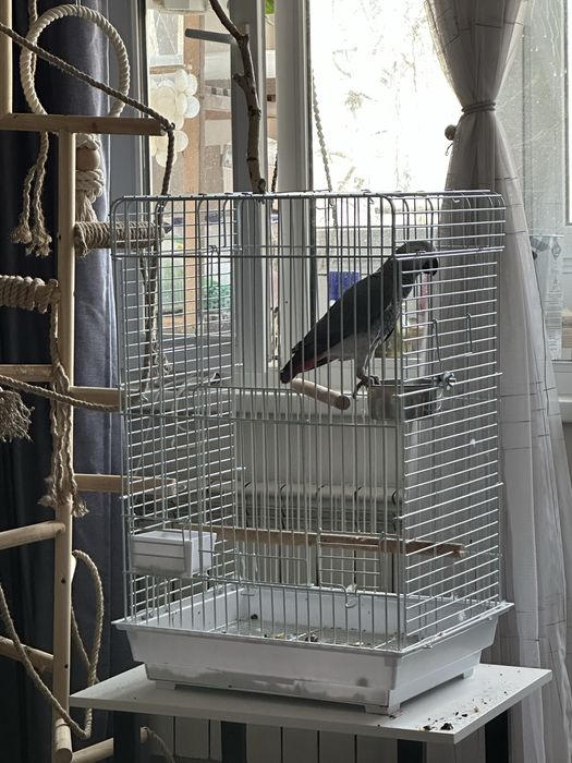 Молодой Жако продажа