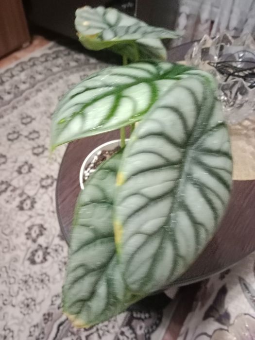 Алаказия Сильвер Драгон