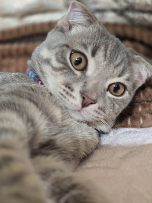 Потерялся  веслоухий кот