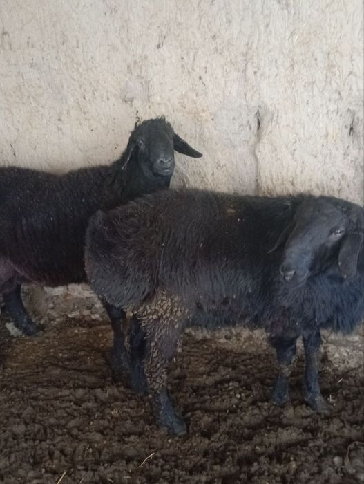 Xusori qoʻchqorlar sotiladi