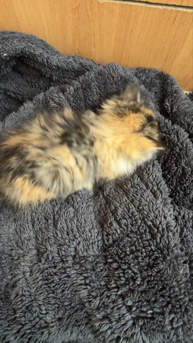 котенок бесплатно