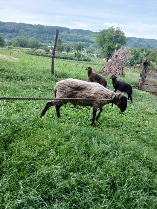 Vând berbecuț carabas