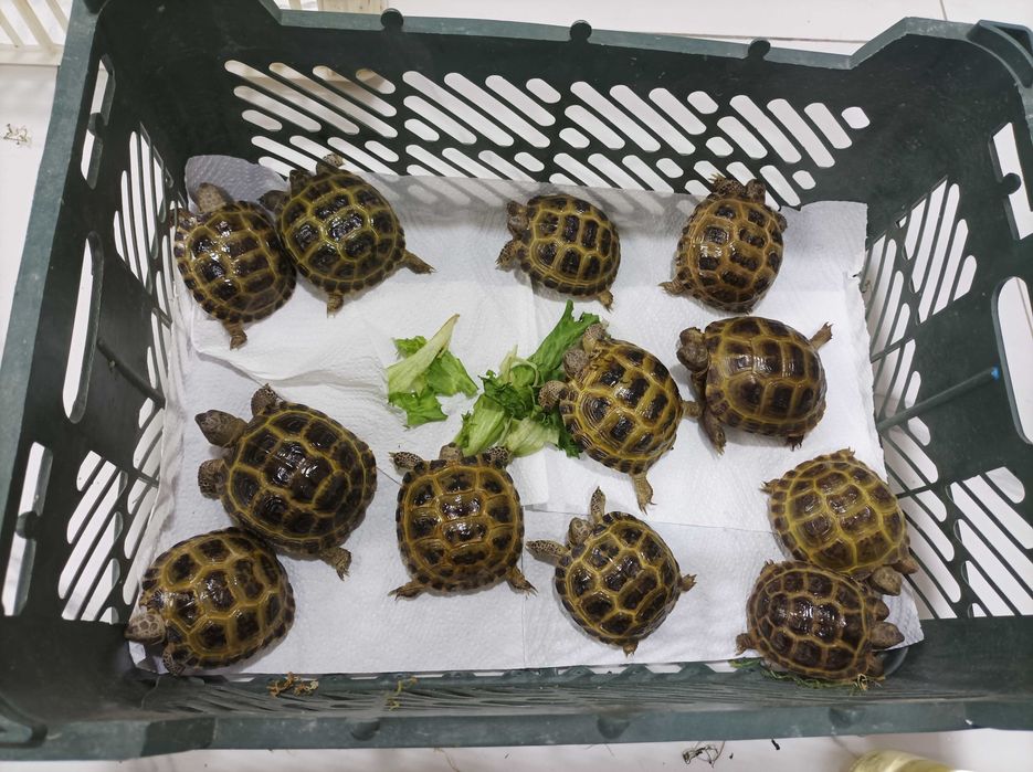 Toshbaqa sotiladi! Продается черепашки!)