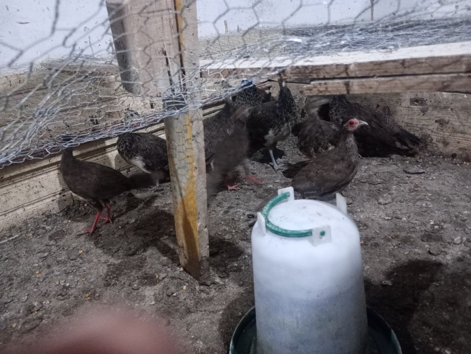 Pui păun și fazani