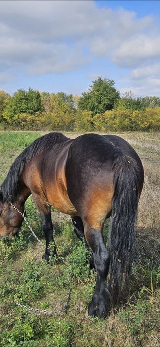 Vand armasar foarte cuminte