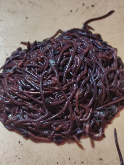 Продам червя для истинных рыбаков