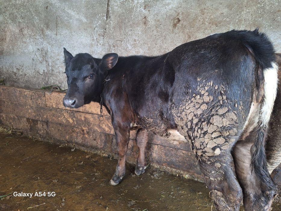 Vând doua vitele din monta angus