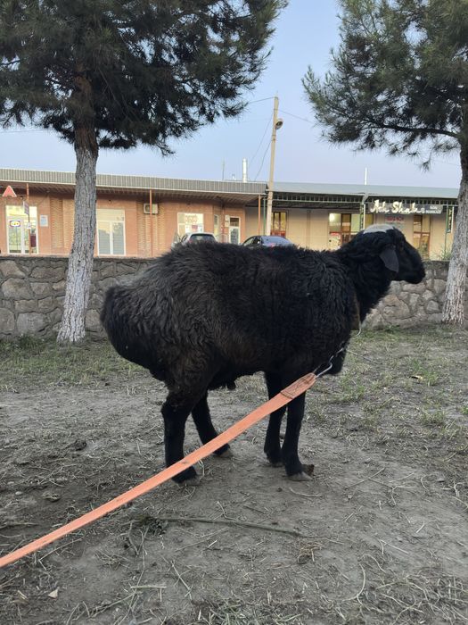 Qo’y qo’chqor 75-73 kg