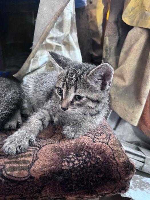 Красивые котята. Отдам в добрые руки