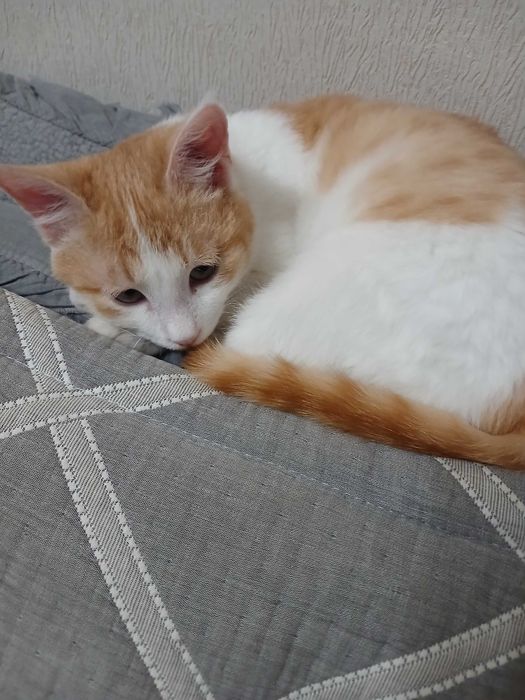 котик в добрые руки