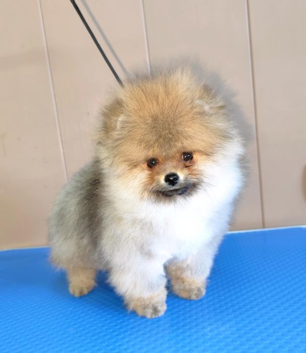 Померан на 90 дни