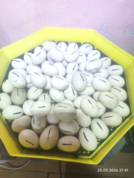 Ouă de rațe albastră suedeză(Pomeranian) pentru incubat