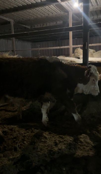 Бычки 11 голов на откорме