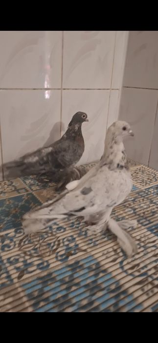 Голуби, көгершін...