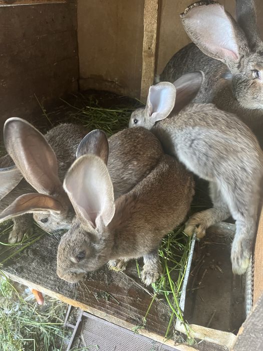Disponibili spre vânzare pui de Uriaș German, în vârstă de 2 luni