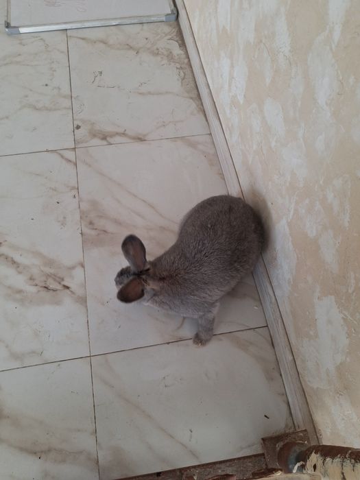 Продам Кролика.Самка 4.5 месяца.