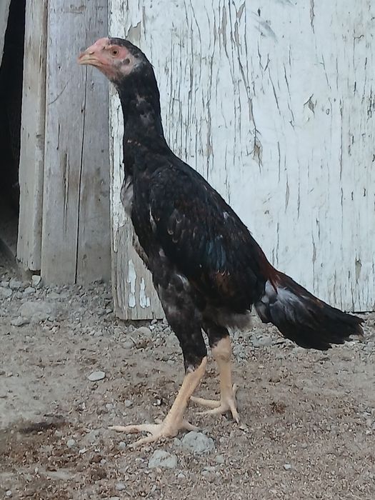 Kulangi jujalar sotiladi